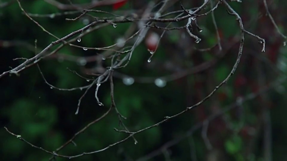 雨滴和树叶视频素材