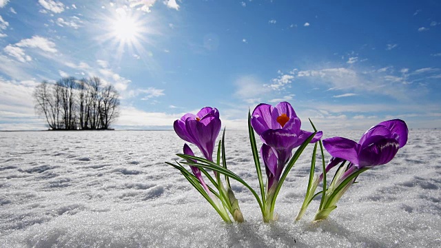 在初春的巴伐利亚森林里，藏红花在雪中带着阳光视频素材