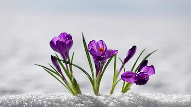 早春雪中的番红花，德国巴伐利亚的巴伐利亚森林视频素材