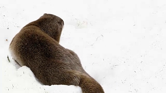 欧洲水獭，雪中的水獭，德国巴伐利亚视频素材