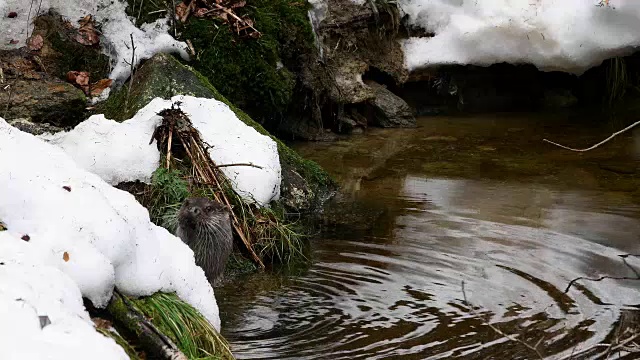 欧洲水獭，德国巴伐利亚视频素材