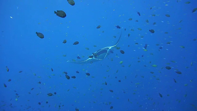 濒临灭绝的蝠鲼(Manta birostris)游过清洁站。在世界自然保护联盟的红色名单中，这些优雅的动物正在成为野外罕见的景象。视频素材