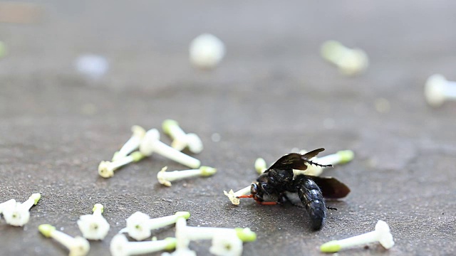 垂死的树蜂视频素材