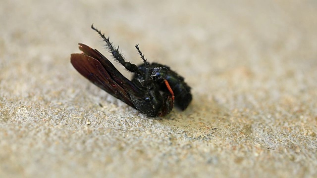 垂死的树蜂视频素材