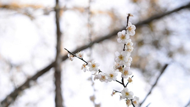 花视频下载