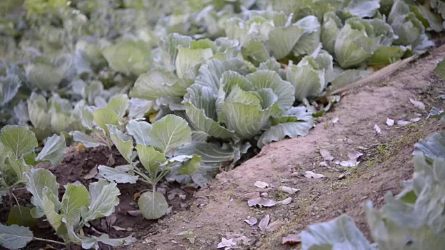 蔬菜视频下载