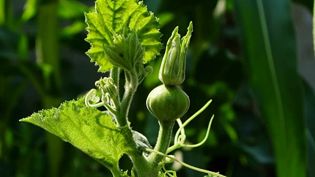 Plumpkin植物视频下载