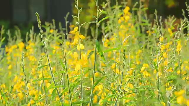 黄色的花视频下载