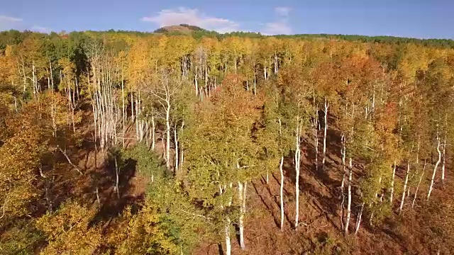 近边飞行盘，空中，4K, 17s, 32of34，白杨树，树叶，山脉，美丽的颜色，变化的叶子，科罗拉多，空中，库存视频销售-无人机发现4K自然/野生动物/天气无人机空中视频视频素材