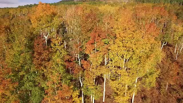 向下看pan周围的白杨树，空中，4K, 14s, 23of34，白杨树，树叶，山，美丽的颜色，变化的叶子，科罗拉多，空中，库存视频销售-无人机发现4K自然/野生动物/天气无人机空中视频视频素材