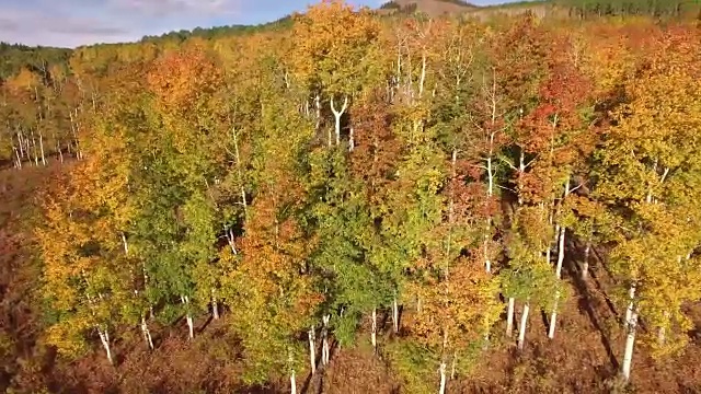 高到低轨道白杨树，空中，4K, 25秒，22of34，白杨树，树叶，山脉，美丽的颜色，变化的叶子，科罗拉多，空中，库存视频销售-无人机发现4K自然/野生动物/天气无人机空中视频视频素材