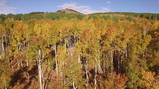 飞上白杨树林，空中，4K, 33, 33of34，白杨树，树叶，山脉，美丽的颜色，变化的叶子，科罗拉多，空中，股票视频销售-无人机发现4K自然/野生动物/天气无人机空中视频视频素材