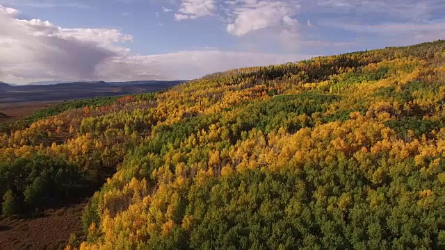 白杨树拉高，空中，4K, 30s, 15的34，白杨树，树叶，山，美丽的颜色，变化的叶子，科罗拉多，空中，股票视频销售-无人机发现llc 4K自然/野生动物/天气无人机空中视频视频素材