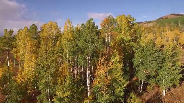 低到高接近白杨树揭示，航拍，4K, 37s, 21的34，白杨树，树叶，山，美丽的颜色，变化的叶子，科罗拉多，航拍，库存视频销售-无人机发现4K自然/野生动物/天气无人机航拍视频视频素材