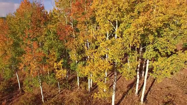 低到高的白杨树显示，空中，4K, 29s, 24of34，白杨树，树叶，山，美丽的颜色，变化的叶子，科罗拉多，空中，股票视频销售-无人机发现4K自然/野生动物/天气无人机空中视频视频素材