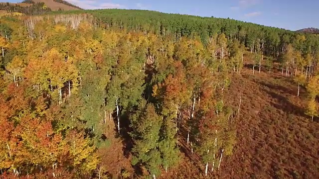 在apsen树与许多颜色，航拍，4K, 31, 25of34，白杨树，树叶，山脉，美丽的颜色，变化的叶子，科罗拉多，航拍，库存视频销售-无人机发现4K自然/野生动物/天气无人机航拍视频视频素材