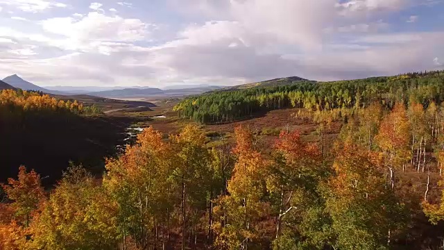 史诗飞下白杨树树林，空中，白杨树，树叶，山脉，美丽的颜色，变化的叶子，科罗拉多，空中4K自然/野生动物/气象无人机空中视频视频素材