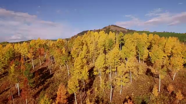 侧面飞行白杨树，空中，4K, 13, 17的34，白杨树，树叶，山，美丽的颜色，变化的叶子，科罗拉多，空中，库存视频销售-无人机发现4K自然/野生动物/天气无人机空中视频视频素材