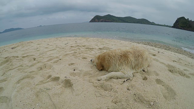 海滩上的金毛猎犬视频素材