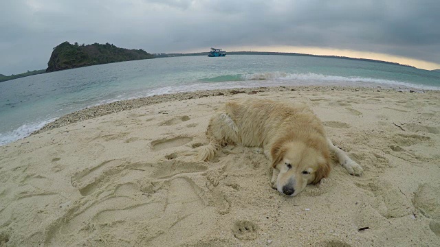 海滩上的金毛猎犬视频素材