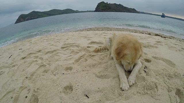 海滩上的金毛猎犬视频素材