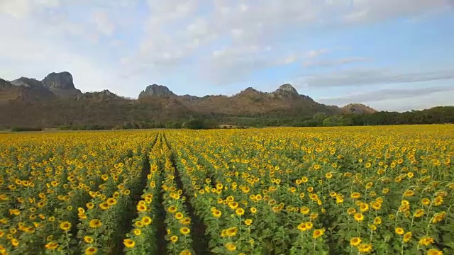 鸟瞰图在wat khao jeen lae，华富里，泰国视频素材