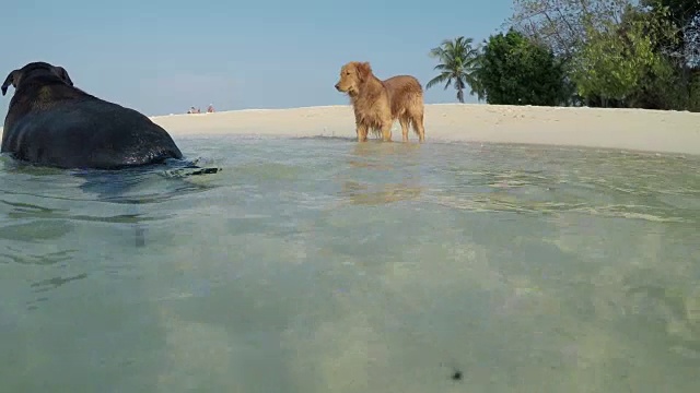 海滩上的金毛猎犬视频素材