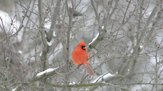 雪树上的红衣主教视频素材