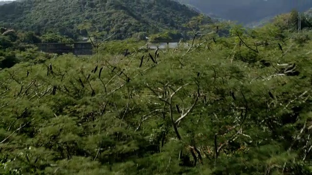 美国波多黎哥博卡斯湖/阿雷西博水电站的树木空中观察图视频素材