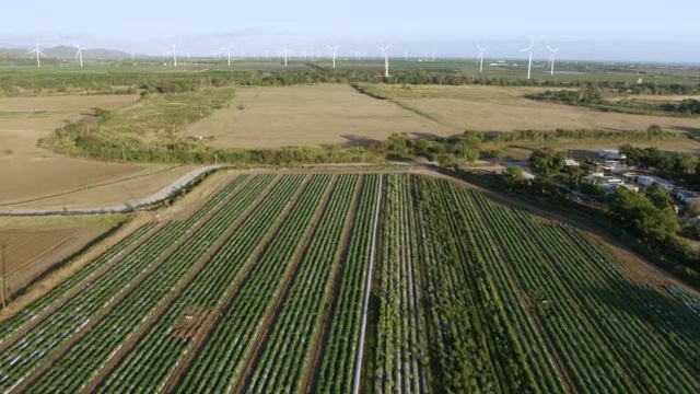 WS AERIAL POV视野与风车在背景/圣伊莎贝尔，波多黎各，美国视频素材