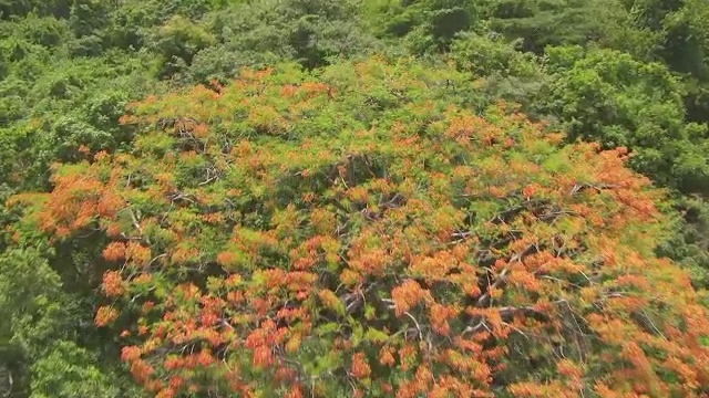 美国波多黎各别克斯岛森林中橙色和绿色树的WS AERIAL POV视图视频素材