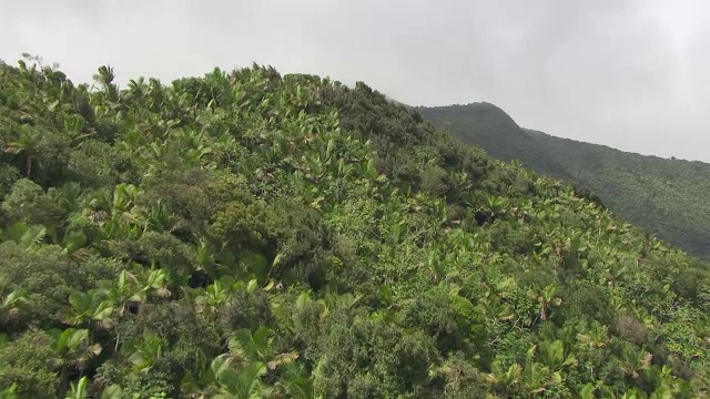 美国，波多黎各，云克雨林/主岛的WS空中视角视频素材