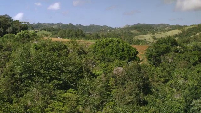 美国，波多黎各，圣克里斯托巴尔峡谷和大蕉田，工人挥舞着他的帽子视频素材