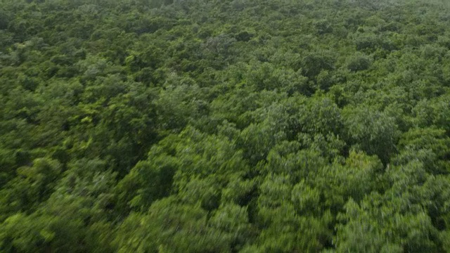 美国，波多黎各，WS AERIAL POV树区视图视频素材