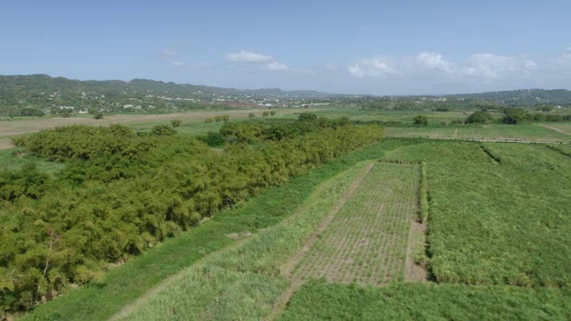 WS AERIAL POV甘蔗田，背景是山/阿瓜达，波多黎各，美国视频素材