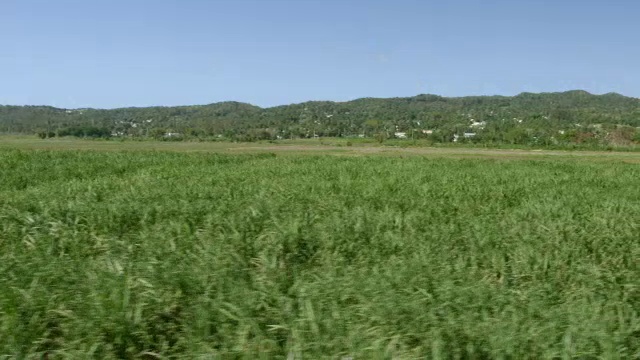 WS AERIAL POV甘蔗田，背景是山/阿瓜达，波多黎各，美国视频素材