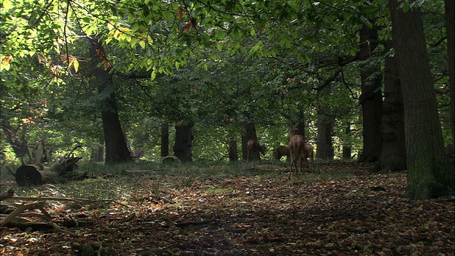 在发情期，马鹿(Cervus elaphus)雄鹿进入空地，里士满公园，英国伦敦视频素材