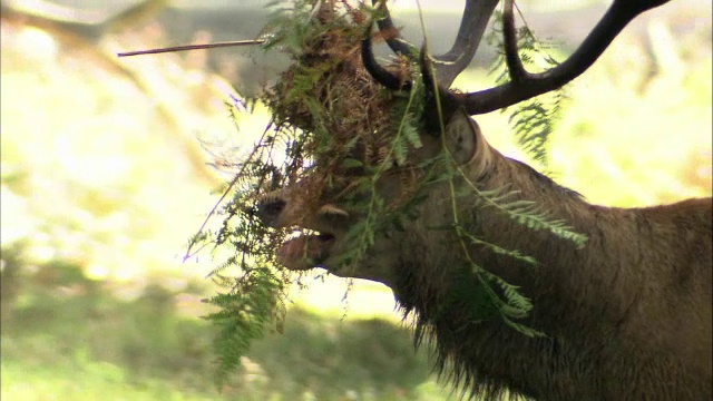 马鹿(Cervus elaphus)雄鹿与蕨类在鹿角战斗后发情，里士满公园，伦敦，英国视频素材