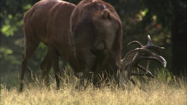 英国伦敦里士满公园，马鹿(Cervus elaphus)发情期间鹿角冲突视频素材