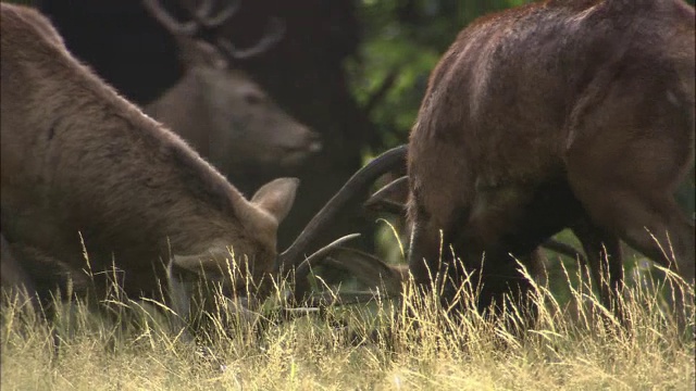 英国伦敦里士满公园，马鹿(Cervus elaphus)发情期间鹿角冲突视频素材