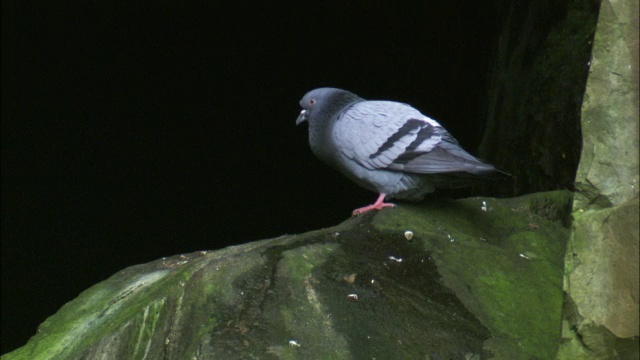 英国威尔士，岩鸽(Columba livia)在岩石悬崖上鸣叫视频素材