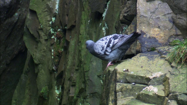 英国威尔士，岩鸽(Columba livia)从岩崖起飞视频素材