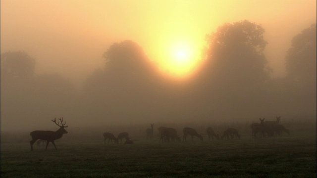 黎明时分，英国伦敦里士满公园，太阳升起在迷雾中的马鹿(Cervus elaphus)和后宫上视频素材