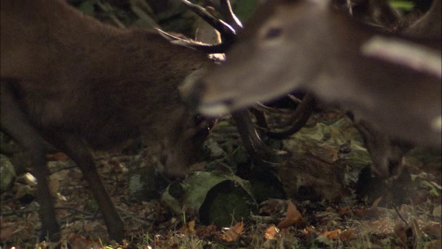 英国伦敦里士满公园，马鹿(Cervus elaphus)发情期间鹿角冲突视频素材