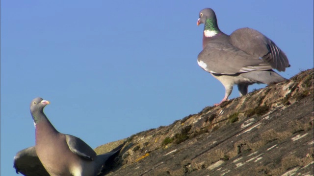 英国苏格兰，木鸽(Columba palumbus)在屋顶上对峙视频素材