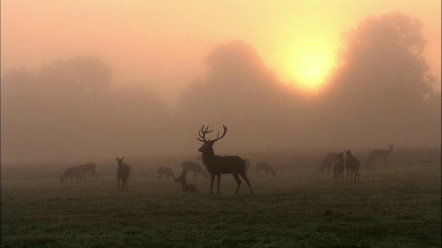 黎明时分，英国伦敦里士满公园，太阳升起在迷雾中的马鹿(Cervus elaphus)和后宫上视频素材