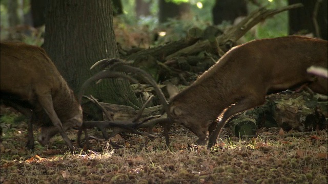 英国伦敦里士满公园，马鹿(Cervus elaphus)发情期间鹿角冲突视频素材