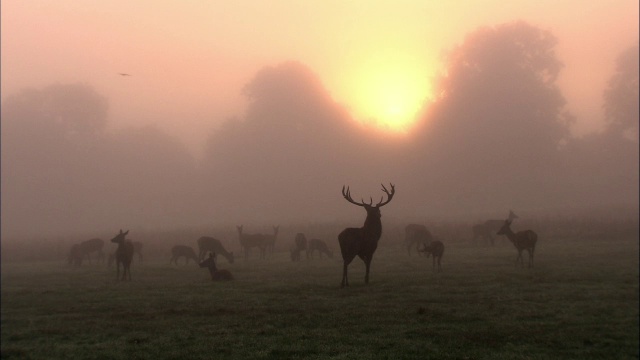 黎明时分，英国伦敦里士满公园，太阳升起在迷雾中的马鹿(Cervus elaphus)和后宫上视频素材