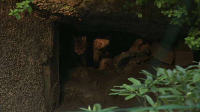 红狐狸(Vulpes Vulpes)幼崽离开巢穴的花园，格拉斯哥，苏格兰视频素材