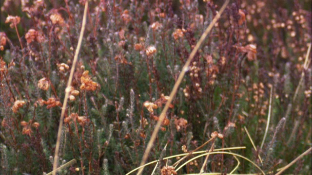 红松鸡(Lagopus scotica)行走在荒野，凯恩戈姆，苏格兰视频素材